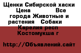 Щенки Сибирской хаски › Цена ­ 18 000 - Все города Животные и растения » Собаки   . Карелия респ.,Костомукша г.